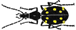 CarabCat