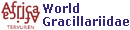 World Gracillariidae