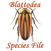 BlattodeaSF: BlattodeaSF: Blattodea Species File