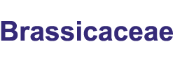 Brassicaceae species checklist and database