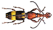 Brentids: Brentids: Brentidae of the World Brentids: Brentids: Brentidae of the World