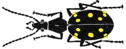 CarabCat: CarabCat: Global database of ground beetles