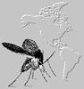 CIPA: CIPA: Computer Aided Identification of Phlebotomine sandflies of Americas