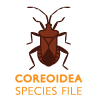 CoreoideaSF: CoreoideaSF: Coreoidea Species File