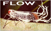 FLOW: FLOW: Fulgoromorpha Lists On the WEB