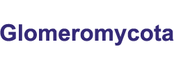 Glomeromycota: Glomeromycota