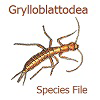 GrylloblattodeaSF: GrylloblattodeaSF: Grylloblattodea Species File