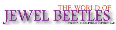 Jewel Beetles: Jewel Beetles: The World of Jewel Beetles
