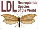 LDL Neuropterida: LDL Neuropterida Species of the World