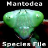 MantodeaSF: MantodeaSF: Mantodea Species File MantodeaSF: MantodeaSF: Mantodea Species File