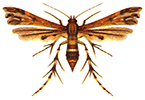 Pterophoroidea: Pterophoroidea: Catalogue of the Pterophoroidea of the World