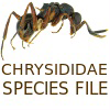 SF Chrysididae: SF Chrysididae: Chrysididae Species File