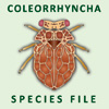 SF Coleorrhyncha: SF Coleorrhyncha: Coleorrhyncha Species File