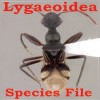 SF Lygaeoidea: SF Lygaeoidea: Lygaeoidea Species File