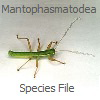 SF Mantophasmatodea: SF Mantophasmatodea: Mantophasmatodea Species File