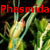 SF Phasmida: SF Phasmida: Phasmida Species File