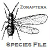 SF Zoraptera: SF Zoraptera: Zoraptera Species File